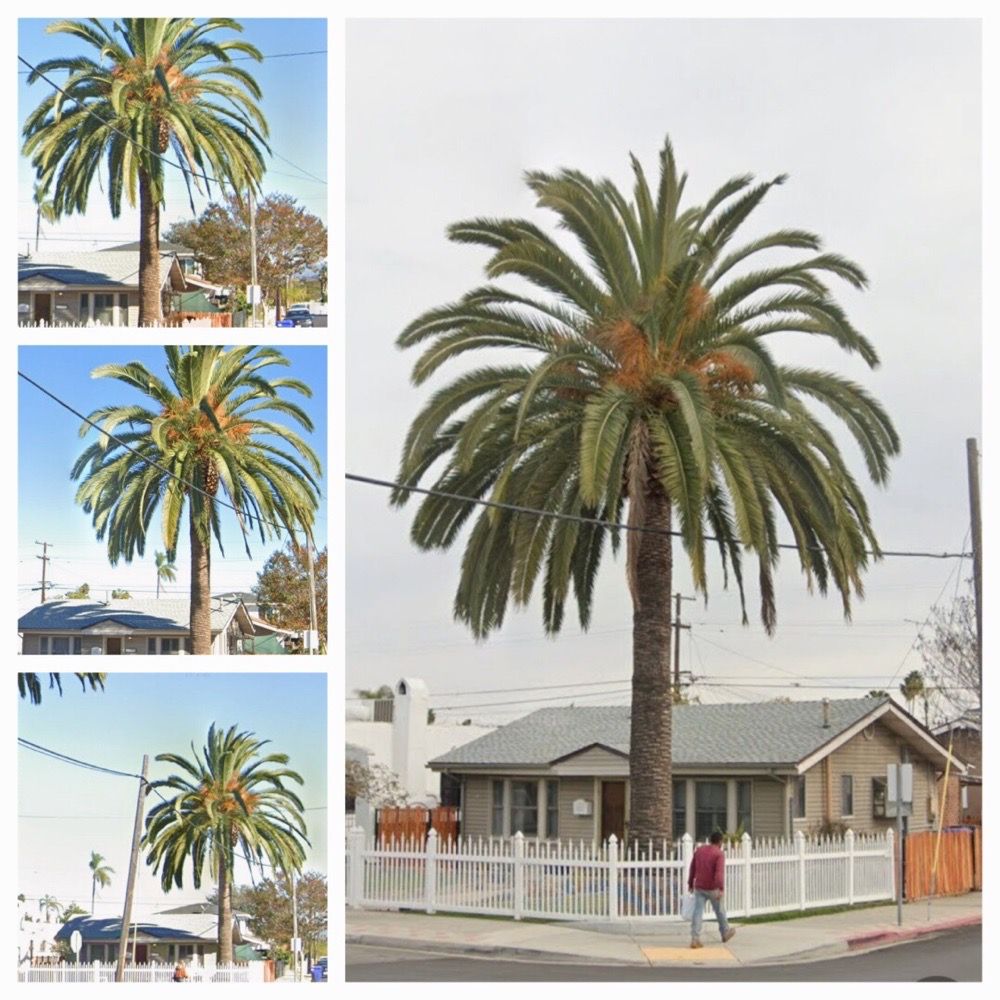 Ocean Beach Arborists - tree service in San Diego, CA