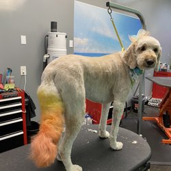 Salon Versace Dog Wash & Grooming - Showing off her fresh color! That's temporary dye!!