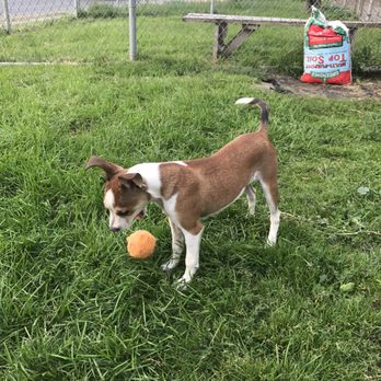 Spokanimal Care - Animal Shelters Near Me - Spokane, Washington Spokanimal Care - Animal Shelters Near Me - Spokane, Washington