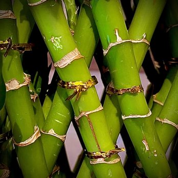 Chaba - Thai Near Me - Cypress, California