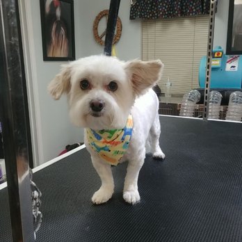 A Cut Above - Pet Groomers Near Me - Idaho Falls, Idaho