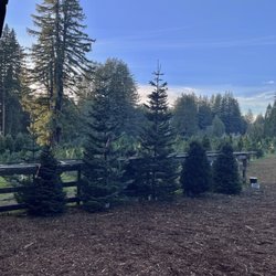 Ward Ranch Christmas Tree Farm - Nice pre-cut trees, too!!