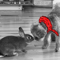 Comfy Cozy Home Pet Services - Comfy and Cozy Mascots. The bunny is Comfy and the poodle is Cozy.