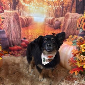 Allie & Paws - Duke - Pet Groomers Near Me - Downey, California
