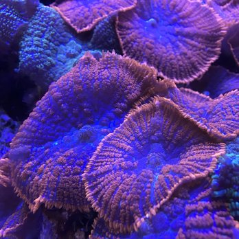 Reef Solutions - Aquarium Services Near Me Reef Solutions - Aquarium Services Near Me