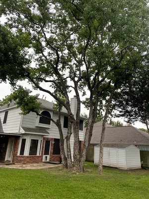 Tree trimming - Client wanted to be able to see threw her tree so we cut all the suckers and thinned out the top Tree trimming - Client wanted to be able to see threw her tree so we cut all the suckers and thinned out the top