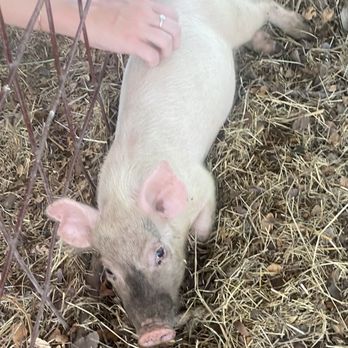Shadow Creek Pumpkin Farm - Piglet - Attraction Farms Near Me Shadow Creek Pumpkin Farm - Piglet - Attraction Farms Near Me