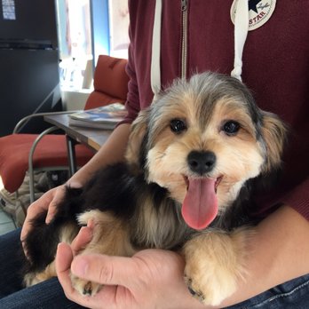 Bark'n Bubbles - Mocha is so happy with her grooming - Pet Groomers Near Me - South San Francisco, California Bark'n Bubbles - Mocha is so happy with her grooming - Pet Groomers Near Me - South San Francisco, California