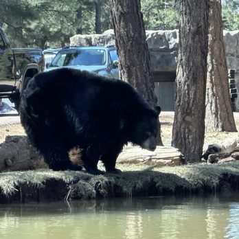 Bearizona - Zoos Near Me - Williams, Arizona Bearizona - Zoos Near Me - Williams, Arizona