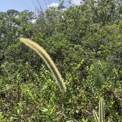 Acreage Pines Natural Area
