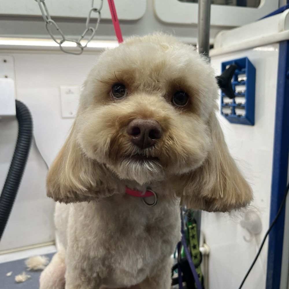 Petco - One of the grooms I showed the manager when applying. - Pet Stores Near Me - San Antonio, Texas