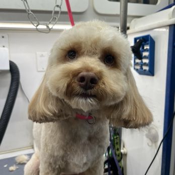 Petco - One of the grooms I showed the manager when applying. - Pet Stores Near Me - San Antonio, Texas