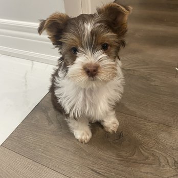 Sharon Spa - Biro Terrier Puppy groomed at 3 months - Pet Groomers Near Me - Richmond Hill, Ontario Sharon Spa - Biro Terrier Puppy groomed at 3 months - Pet Groomers Near Me - Richmond Hill, Ontario