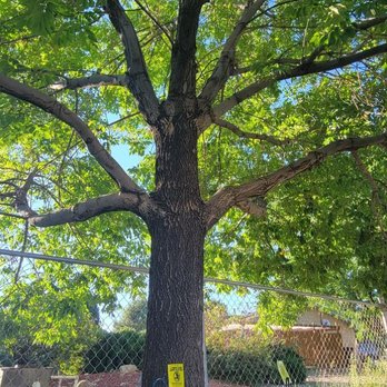 Alpine Tree Service - Tree Services Near Me - Grand Junction, Colorado Alpine Tree Service - Tree Services Near Me - Grand Junction, Colorado