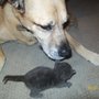 Photo of Little Characters Pet Sitting