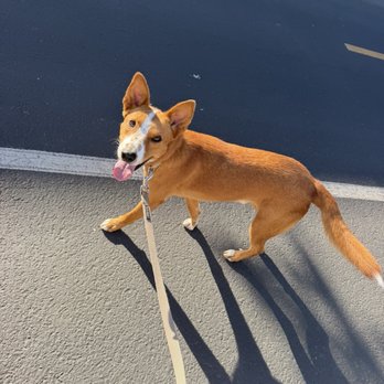 OC Animal Care - We started walking earlier since heatwave begun - Animal Shelters Near Me - Tustin, California