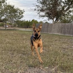 Daily zoomies pic sent.