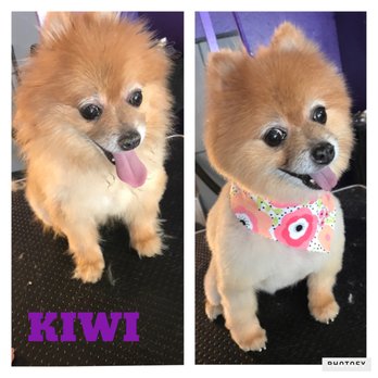 Paradise Grooming - Pet Groomers Near Me - Cape Coral, Florida Paradise Grooming - Pet Groomers Near Me - Cape Coral, Florida
