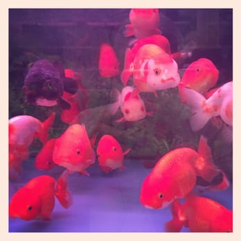金魚街 - Pet Stores Near Me - Hong Kong, HK