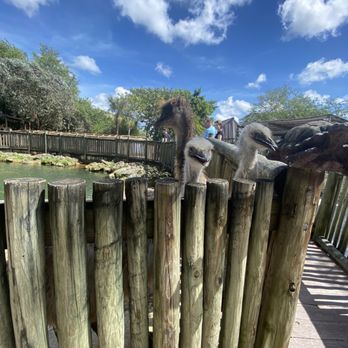 Monkey Jungle - emus!! - Zoos Near Me - Miami, Florida