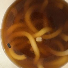 Fly in takeout udon. Fly in takeout udon.