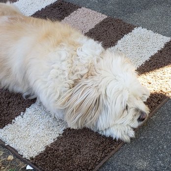Premier Veterinary Group - Chicago - After suffering several hours of a temporary paralysis, July 27th, Annie has had a remarkable recovery. Truly a miracle! - Veterinarians Near Me - Chicago, Illinois