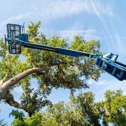 T & D Tree Service - T&D Tree Service LLC