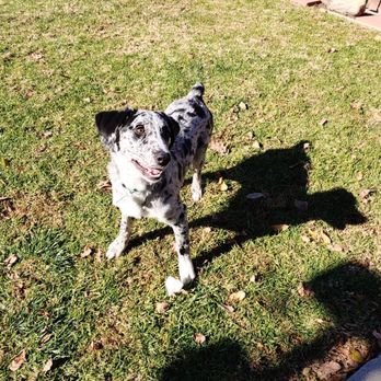 Dog World Order - undefined - Pet Training Near Me Dog World Order - undefined - Pet Training Near Me