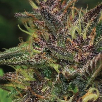 Shane Co Farms - Cannabis Dispensaries Near Me Shane Co Farms - Cannabis Dispensaries Near Me