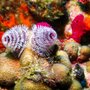 Photo of Palm beach scuba