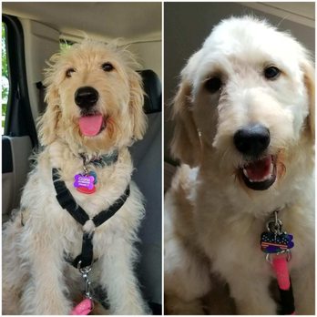 Gym Shoes Professional Dog Services - Before and after - Dog Walkers Near Me Gym Shoes Professional Dog Services - Before and after - Dog Walkers Near Me