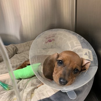 Tulare Veterinary Hospital - Day 2 in his care. laying in a parvo infected bed. - Veterinarians Near Me - Tulare, California Tulare Veterinary Hospital - Day 2 in his care. laying in a parvo infected bed. - Veterinarians Near Me - Tulare, California