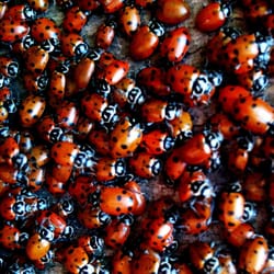 New Earth Organics & Hydroponics - Ladybugs and other beneficial insects available by special order, or in shop May - August.
