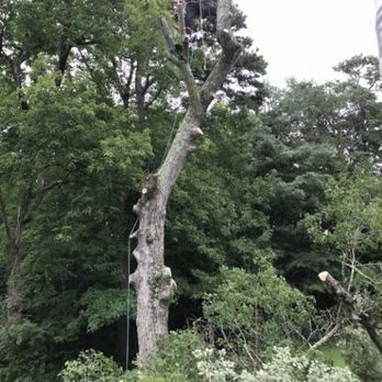 All Natural Tree Service - Tree Services Near Me