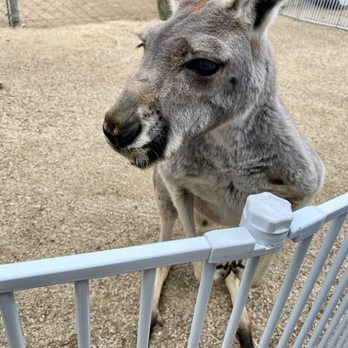 Animal Tracks - Kangaroo - Zoos Near Me - Agua Dulce, California Animal Tracks - Kangaroo - Zoos Near Me - Agua Dulce, California