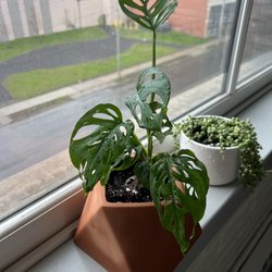Serendipity Acres Farm Market & Greenhouse - monstera adansonii