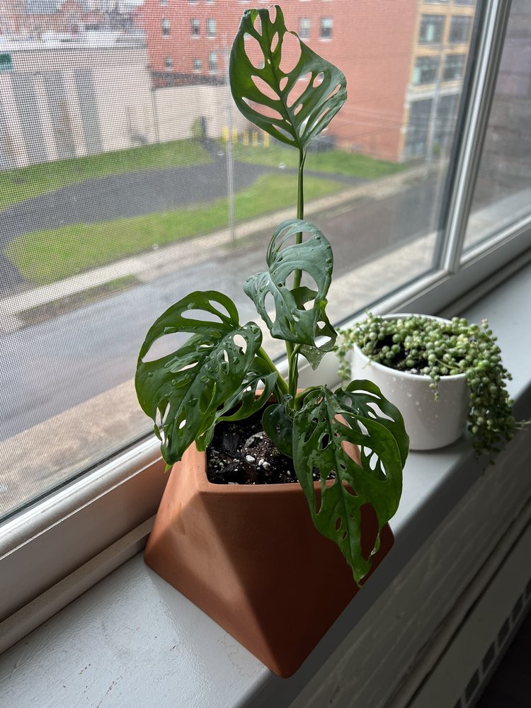 Serendipity Acres Farm Market & Greenhouse Logo