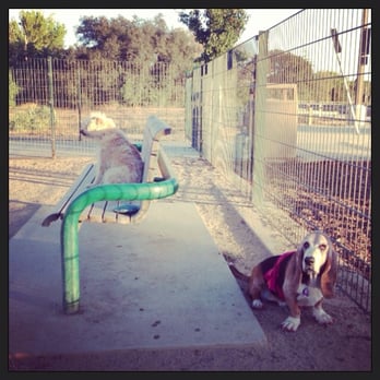Watson Park - Lazy old dogs chilling. - Dog Parks Near Me - San Jose, California