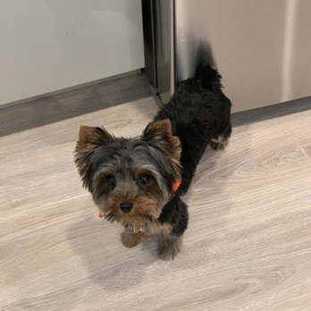The Grooming Shop - Another awesome job by Jeanae, on our Penelope! - Pet Groomers Near Me - Forked River, New Jersey The Grooming Shop - Another awesome job by Jeanae, on our Penelope! - Pet Groomers Near Me - Forked River, New Jersey