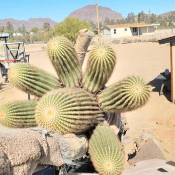 Southwest Cactus - Nurseries & Gardening Near Me - Tucson, Arizona Southwest Cactus - Nurseries & Gardening Near Me - Tucson, Arizona