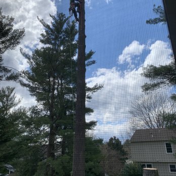J & D Landscaping And Tree Expert - J&D tree service at work - Tree Services Near Me - Gaithersburg, Maryland J & D Landscaping And Tree Expert - J&D tree service at work - Tree Services Near Me - Gaithersburg, Maryland