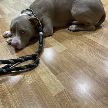 PowerHouseK9 - Xena working on "down, stay" at home. Not seen in this photo were 3 loud boys playing all around her. - Pet Training Near Me