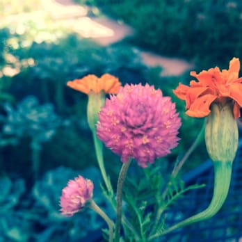 Farm & Table - Fresh flowers at our table...very nice touch - New American Near Me - Albuquerque, New Mexico