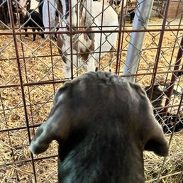 Goat and Dog Goat and Dog