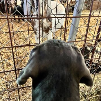 Frosty's Forest Pumpkin Patch - Goat and Dog - Attraction Farms Near Me - Chino, California Frosty's Forest Pumpkin Patch - Goat and Dog - Attraction Farms Near Me - Chino, California