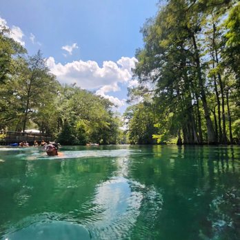 Manatee Springs State Park - Swimming in the main springs. - Parks Near Me - Chiefland, Florida Manatee Springs State Park - Swimming in the main springs. - Parks Near Me - Chiefland, Florida