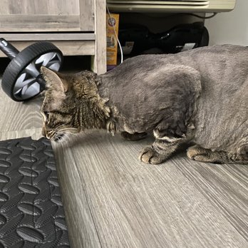 FairyTail Grooming - Pet Groomers Near Me - Upland, California