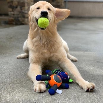 The Prodigal Pooch - MariPat. Blake did a wonderful job training MariPat. We just picked her up and got to see all that she learned. - Pet Training Near Me The Prodigal Pooch - MariPat. Blake did a wonderful job training MariPat. We just picked her up and got to see all that she learned. - Pet Training Near Me