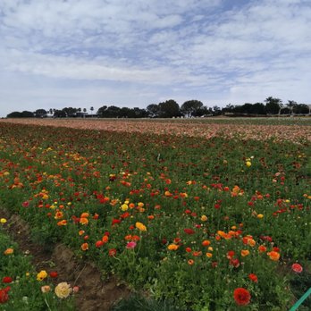 The Flower Fields - Venues & Event Spaces Near Me - Carlsbad, California The Flower Fields - Venues & Event Spaces Near Me - Carlsbad, California