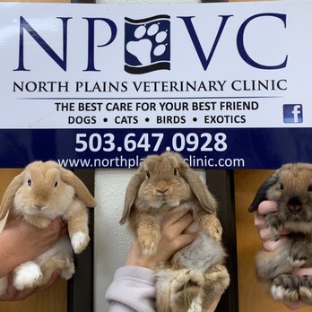North Plains Veterinary Clinic - Veterinarians Near Me - North Plains, Oregon North Plains Veterinary Clinic - Veterinarians Near Me - North Plains, Oregon
